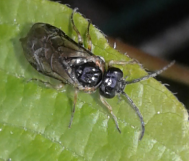 Tenthredinidae 1 da ID